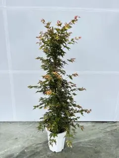 モミジ 彗星｜ヤマモミジ系 H45cm前後 もみじ 紅葉 カエデ 鉢植え 苗木