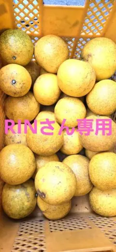 RINさん専用‼️無農薬 国産グレープフルーツ(訳あり)10キロ以上のサムネイル