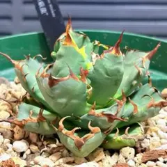 姫厳竜 アガベ チタノタのサムネイル