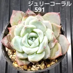 ジュリーコーラル 591 エケベリア 多肉植物 抜き苗 少し型崩れあり