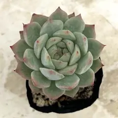 多肉植物 キャラリアン④ 抜き苗 - メルカリ
