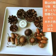 里山の贈り物松ぼっくり　各種どんぐり　大きさ色いろ　図工