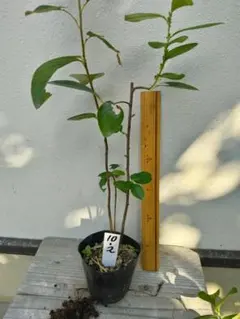 カリン苗木 (10-2) 　実生苗　3株