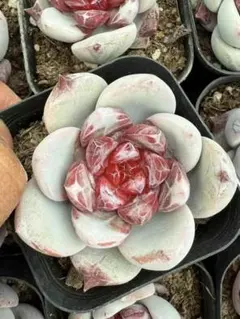 うさみ様 リクエスト 9点 まとめ商品