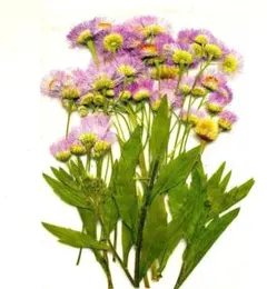 Item thumbnail for item 6e817a10-129d-4ba7-be9b-aab683a0bd60