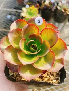 2025年最新】アエオニウム 魅金ローズの人気アイテム - メルカリ