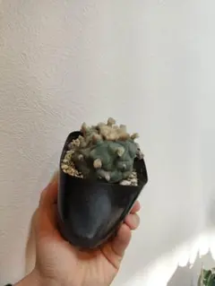 ね*こ様 黒肌疣翠冠玉 自根 鉢植え メルカリ便送料込み ね*こ様 黒肌疣翠冠玉 自根 鉢植え メルカリ便送料