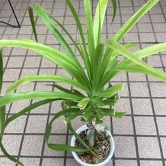 引取限定【希少・美株】ドラセナ カンボジアーナ 9又 163cm（大型