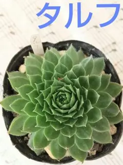 ①オーズプランツさん苗４点セット札付きポットごとメルカリ便バラ売り不可 2025年最新】第4種郵便の人気アイテム - メルカリ