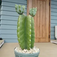 2025年最新】柱サボテン ブランチの人気アイテム - メルカリ