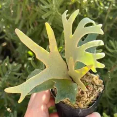 2026年最新】スーパードワーフの人気アイテム - メルカリ