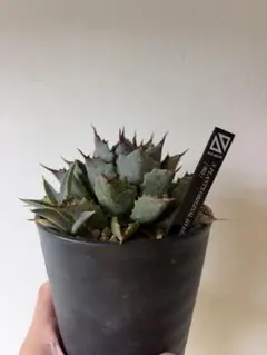 ［専用］アガベ 子株 セット アガベ 子株セット売り｜Yahoo!フリマ（旧PayPayフリマ）