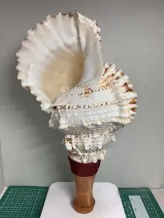 法螺貝　34cm 魔除け　インテリア Amazon.co.jp: 法螺貝 ホラ貝 ホラガイ ほら貝 縁起物 魔除け