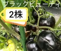 ブラックビューティ　二株　ハラペーニョ　一株　トマト　大玉　固定種のサムネイル