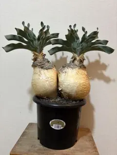 2026年最新】ブーファン ハエマンソイデスの人気アイテム - メルカリ