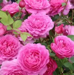 今季ラスト新苗】 ローラダボー （フランス） 接木苗 - メルカリ