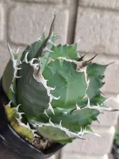 2025年最新】アガベチタノタ猫爪の人気アイテム - メルカリ