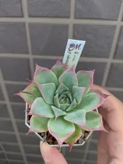 989多肉　アテマハック　中里　札付き　ポットごとメルカリ便 2025年最新】アテマハック 多肉の人気アイテム - メルカリ