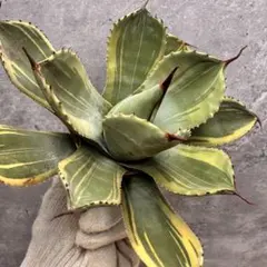 2025年最新】アガベ パリーパリーの人気アイテム - メルカリ