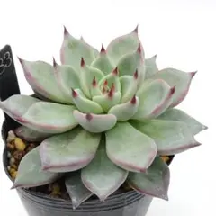 2025年最新】コロラータの人気アイテム - メルカリ