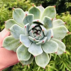 桃太郎 多肉植物 エケベリア 抜き苗 7-30 - メルカリ