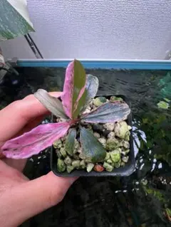 【みやび】Homalomena sp. \