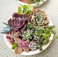 多肉植物　ダスティローズ　カット苗 楽天市場】ダスティーローズ 7.5cmポット 多肉植物 エケベリア