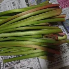 信州産地、新鮮 ルバーブ 生野菜 茎、895gのサムネイル