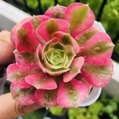 シ*リ様 E13 香妃錦 多肉植物 アエオニウム 抜き苗 - メルカリ