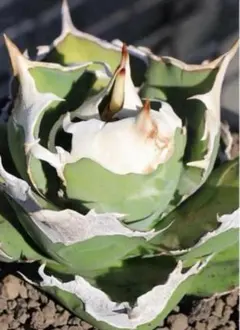 2025年最新】アガベチタノタ白犀牛の人気アイテム - メルカリ