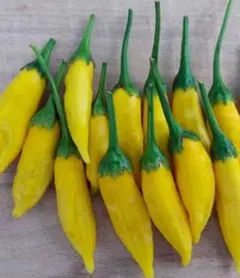 晴美様 リクエスト 3点 まとめ商品