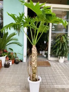 大株‼️幹上り フィロデンドロン セローム 根上がり 美しい樹形‼️6号鉢発送 大株‼️幹上り フィロデンドロン セローム 根上がり 美しい樹形