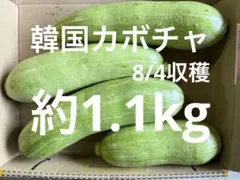韓国カボチャ 애호박 カボッキー エホバク 農薬不使用 無農薬栽培