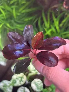 数株分】ブセファランドラ ネオレッド 水中葉Bucephalandra sp. - メルカリ
