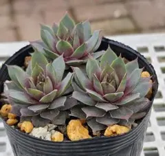 センペルクレージつばささん命名 灰 桜 Sempervivum センペル - メルカリ