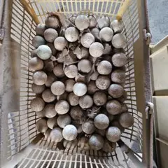 ゴルフボール