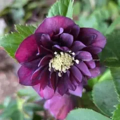 2026年最新】加藤農園さん苗の人気アイテム - メルカリ