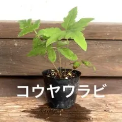 2026年最新】ワラビ 苗の人気アイテム - メルカリ
