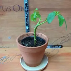 ★ 카폭 세이바 펜탄드라 ③