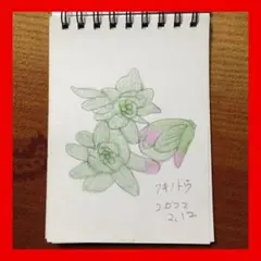 坂本直行 ふきのとう 水彩画 真作 六花亭 銘菓 貴重 北海道 - メルカリ