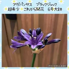 花苗】アガパンサス ブラックジャック ツボミ付き 6号大鉢 タグ付き