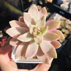 多肉植物 韓国苗 ピンクベラ錦 2個セット 多肉植物18ピンクベラ錦 エケベリア 韓国苗 - メルカリ