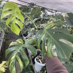 2026年最新】モンステラ オーレアの人気アイテム - メルカリ