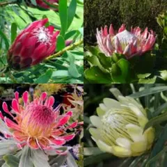 Stark26様 リクエスト 2点 まとめ商品