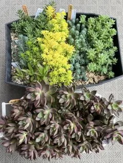 多肉植物 寄せ植え セダム エケベリア 詰め合わせ