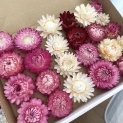 貝細工 ドライフラワー ヘリクリサム ドライフラワーセット 千日紅