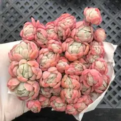 ひろりん様 リクエスト 3点 まとめ商品