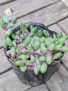 多肉植物 ルビーネックレス 抜き苗 3個セット - メルカリ
