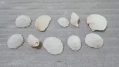 白くてきれいな貝殻10個セット　砂浜