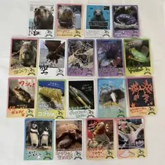 2025年最新】鳥羽水族の人気アイテム - メルカリ
